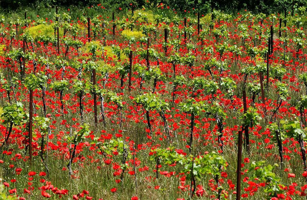 Une Campagne En Provence Bras Esterno foto