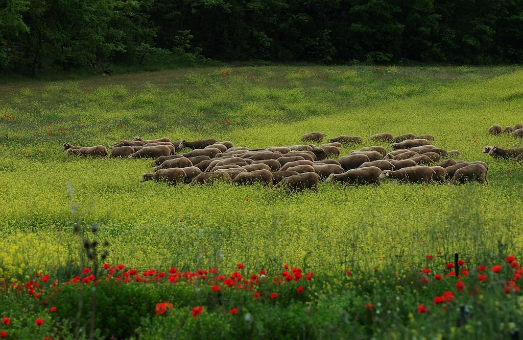 Une Campagne En Provence Bras Esterno foto